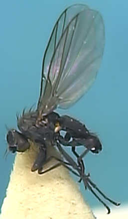 Phytomyza nigra